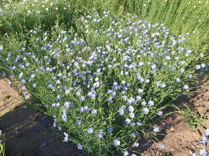 Click for 1 image(s) for this accession.